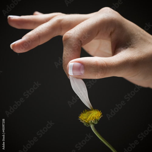Photo: Young woman's hand plucking petal from flower Young woman's hand plucking petal from flower