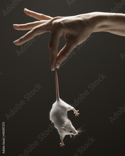 Photo: Young woman's hand holding mouse Young woman's hand holding mouse