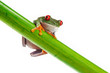 Foto: Green Frog with red eye. Green Frog with red eye.