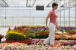 "USA, Utah, Salem, mid adult woman choosing plants in greenhouse"