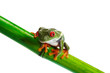 Foto: Green Frog with red eye. Green Frog with red eye.