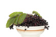 elderberry