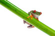 Foto: Green Frog with red eye. Green Frog with red eye.