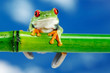 Green Frog with red eye.