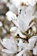 Beautiful magnolia blossom