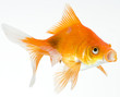 Goldfish on white background