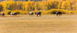 Horses in Pasture