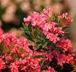 Pink oleander with defocused flower background