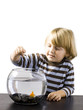 "USA, Utah, Provo, Boy (2-3) watching goldfish in bowl"