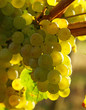 Wein in der Abendsonne - White Wine