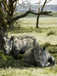 Rhinoceroses resting under a tree