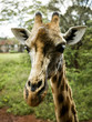 "Giraffe in Kenya, Africa"