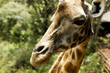 "Giraffe in Kenya, Africa"