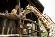 "Family feeding giraffes in Kenya, Africa"
