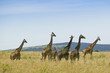 "Herd of giraffes, Africa"