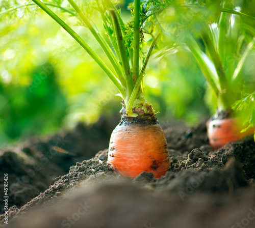 Photo: Organic Carrots. Carrot Growing Closeup Organic Carrots. Carrot Growing Closeup