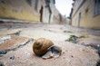Snail on pavement