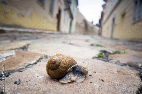 Photo: Snail on pavement Snail on pavement