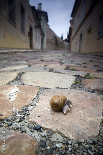 Photo: Snail on pavement Snail on pavement