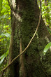 Dominica, Emerald Falls, Giant tree trunk covered by moss