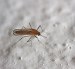 mosquito. macro