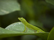 "Costa Rica, Close up view of small green lizard"