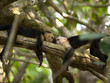 "Costa Rica, Two monkeys resting on tree,lying face to face"