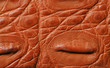Crocodile skin