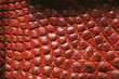 Crocodile skin