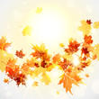 Maple Leaves Background