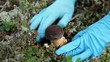 Video: Picking bolete mushroom Picking bolete mushroom