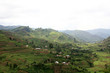 Rice Fields in Uganda, Africa