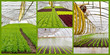 Salatanbau - Fotocollage