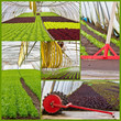 Gewächshaus - Collage