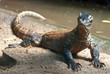 Portrait of Komodo Dragon