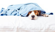 Very much sick dog