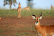 Photo: Impala Antelope, Uganda, Africa Impala Antelope, Uganda, Africa