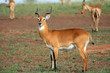 Photo: Impala Antelope, Uganda, Africa Impala Antelope, Uganda, Africa