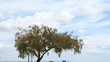 Timelapse of a tree moving in the wind with clouds.