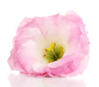 pink eustoma flower isolated on white