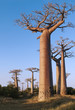 Foto: Avenue of the Baobabs Avenue of the Baobabs