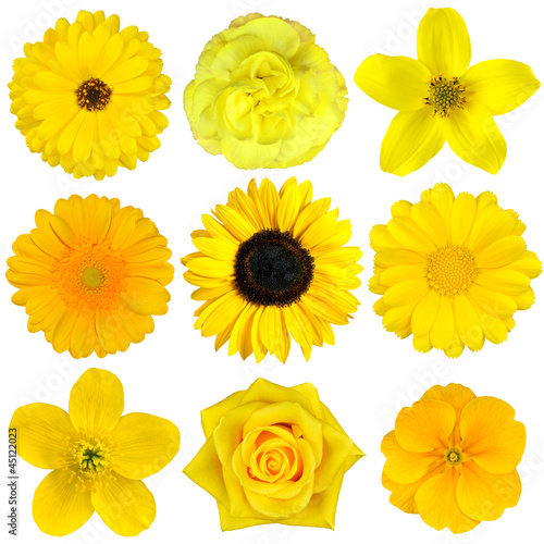 Photo: Collection of Yellow Flowers Isolated on White Collection of Yellow Flowers Isolated on White