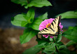 Butterfly on the flower
