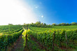 Weingut an der hessischen Bergstraße