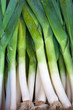 Fresh healthy bio leek on German farmer agricultural market