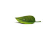 feuille goutte