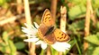 butterfly Small Copper