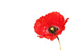 Foto: Mohnblüte Freisteller Mohnblüte Freisteller