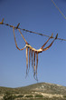 Octopus drying in the sun