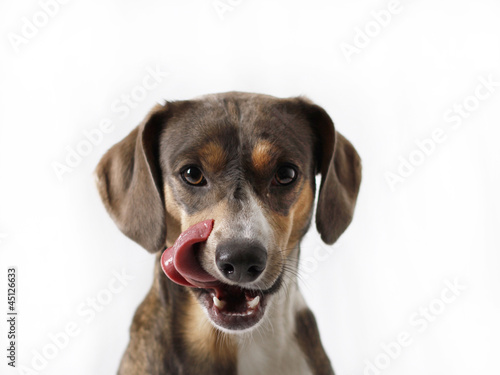 Photo: Hübscher Hund mit Appetit Hübscher Hund mit Appetit